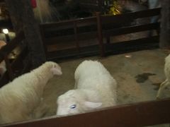 -清迈夜间动物园