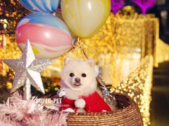 -超宠爱宠物摄影-Super pet