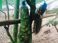 -藏龙百瀑风景区