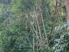 -野象谷景区