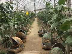 -马陆小张葡萄园农家乐