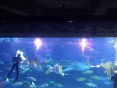 -烟台海昌鲸鲨海洋公园