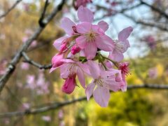 -中国科学院华南植物园