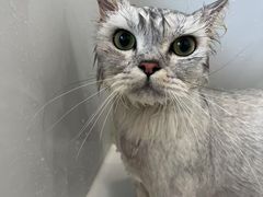 -老吴的猫·猫舍(新区店)