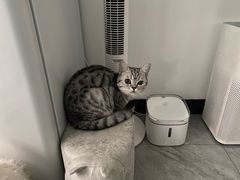 -lincat·猫舍(广州店)