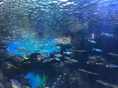 -华夏文旅海洋公园