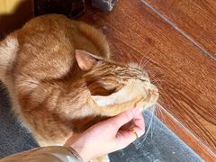 -龙华素斋(龙华路店)