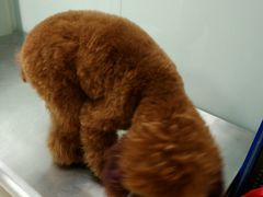 -瑞派·关忠动物医院·猫专科·犬专科(三环新城店)