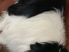 -申普宠物医院·眼科·心内科·影像科(普陀分院)