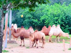 -北京野生动物园