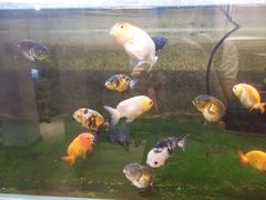-甜心闲生传统手工冰粉(奎星楼店)
