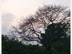 -南沙蒲洲花园