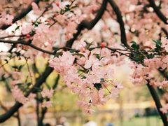-陆家嘴中心绿地