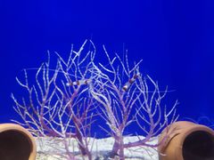 -北海海底世界