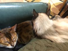 -猫色咖啡·猫咖