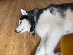 -Husky Go! 哈士奇体验馆·宠物咖啡厅狗咖