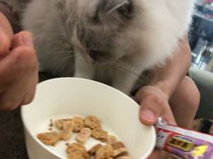 -猫冇咖·家门口的撸猫馆(大融城店)