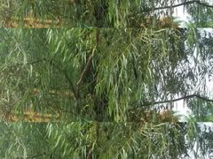 -武清南湖绿博园