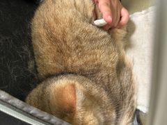 -小伙伴宠物医院•急重症转诊中心·老年专科·犬猫全科(北大街总院)