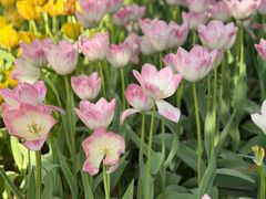 -洛阳郁金香牡丹园