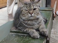 -猫咪博物馆(顶澳仔猫街店)