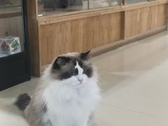 -藏猫猫咖啡主题馆(中央大道店)