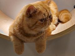 -飞行喵MR PILOT|猫舍·猫咖(静安大融城店)