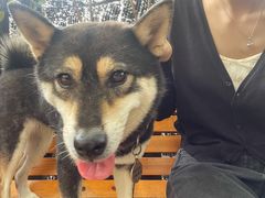 -柴犬高等学院·狗咖·柴犬售卖·宠物训练