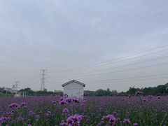 -紫颐香薰山谷景区