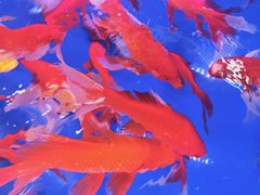 -青石桥花鸟鱼虫市场(叠翠城店)