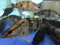 -年辉渔村·非遗传承餐厅(新丰江店)