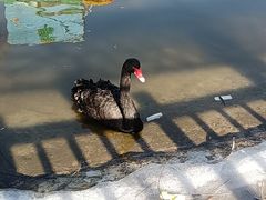 -北京鹿世界主题园