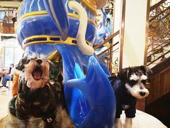 -more than meow吴止猫主题餐厅(承德 中船汇店)