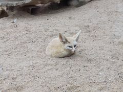 -深圳野生动物园