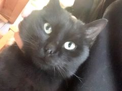 -绝城芋儿鸡(犀浦旗舰店)