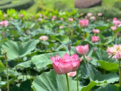 -广州莲花山旅游区