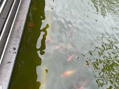 -南宁荔园维景国际酒店·荔园中餐厅