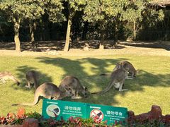 -上海野生动物园