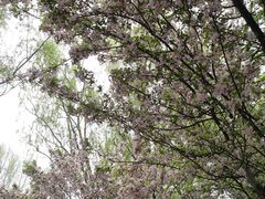 -石家庄市植物园