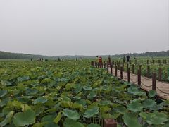 -西青郊野公园
