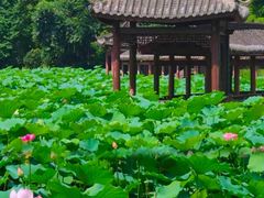 -龙头寺公园