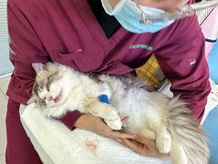 -瑞派福兴宠物医院犬猫全科·骨科·中西医结合(河东店)