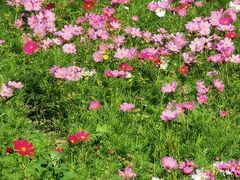 -莲花池公园