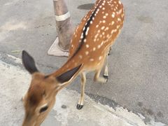 -清迈夜间动物园