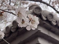 -桃花堤公园