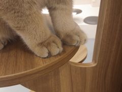 -飞行喵MR PILOT|猫舍·猫咖(静安大融城店)