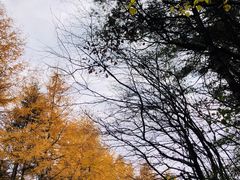 -秦岭风景区