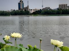 -莲花池公园