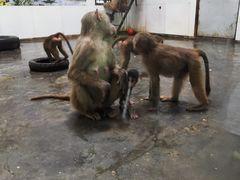 -西安秦岭野生动物园