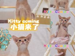 -小猫来了·猫咪专售(红山六九七九店)